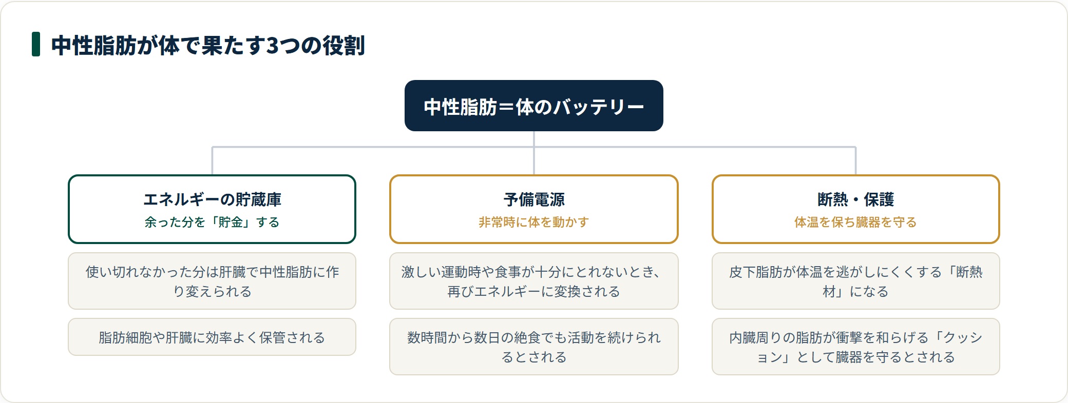 中性脂肪の3つの役割(エネルギー貯蔵・予備電源・断熱と臓器保護)を枝分かれで示した分類図。