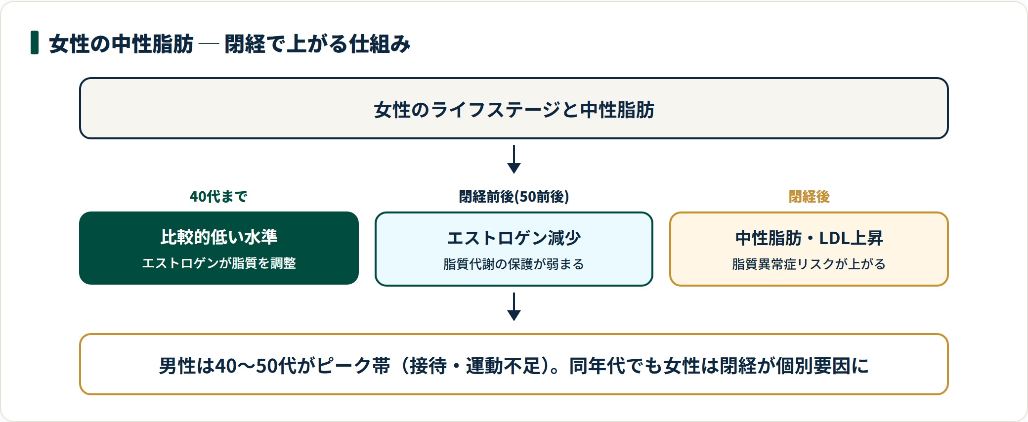 女性の中性脂肪が閉経で上がる仕組み。40代までは低く、閉経前後でエストロゲンが減り、閉経後に中性脂肪・LDLが上昇することを示すフロー