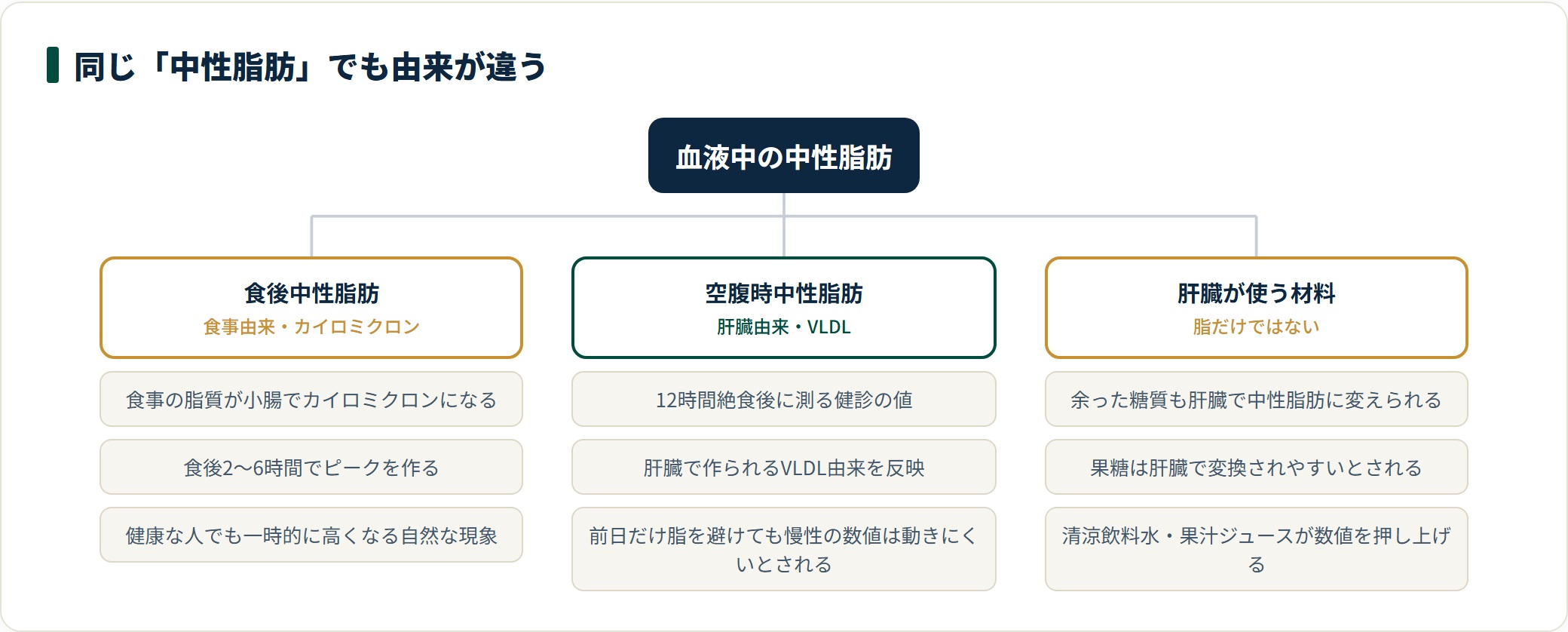 食後中性脂肪と空腹時中性脂肪の由来の違い、肝臓が糖質からも中性脂肪を作ることを整理した図。