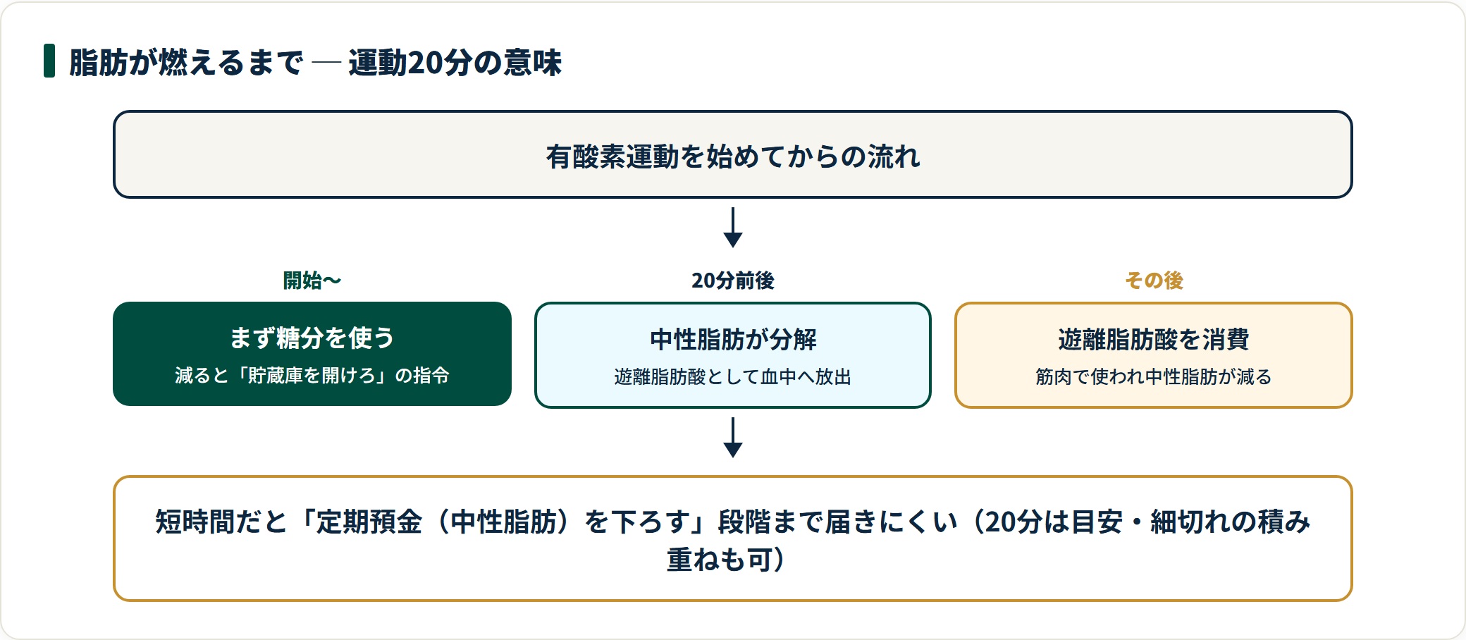 有酸素運動で脂肪が燃えるまでの流れ。開始直後は糖分、20分前後で中性脂肪が分解され遊離脂肪酸が放出、その後筋肉で消費され中性脂肪が減ることを示す時間軸フロー