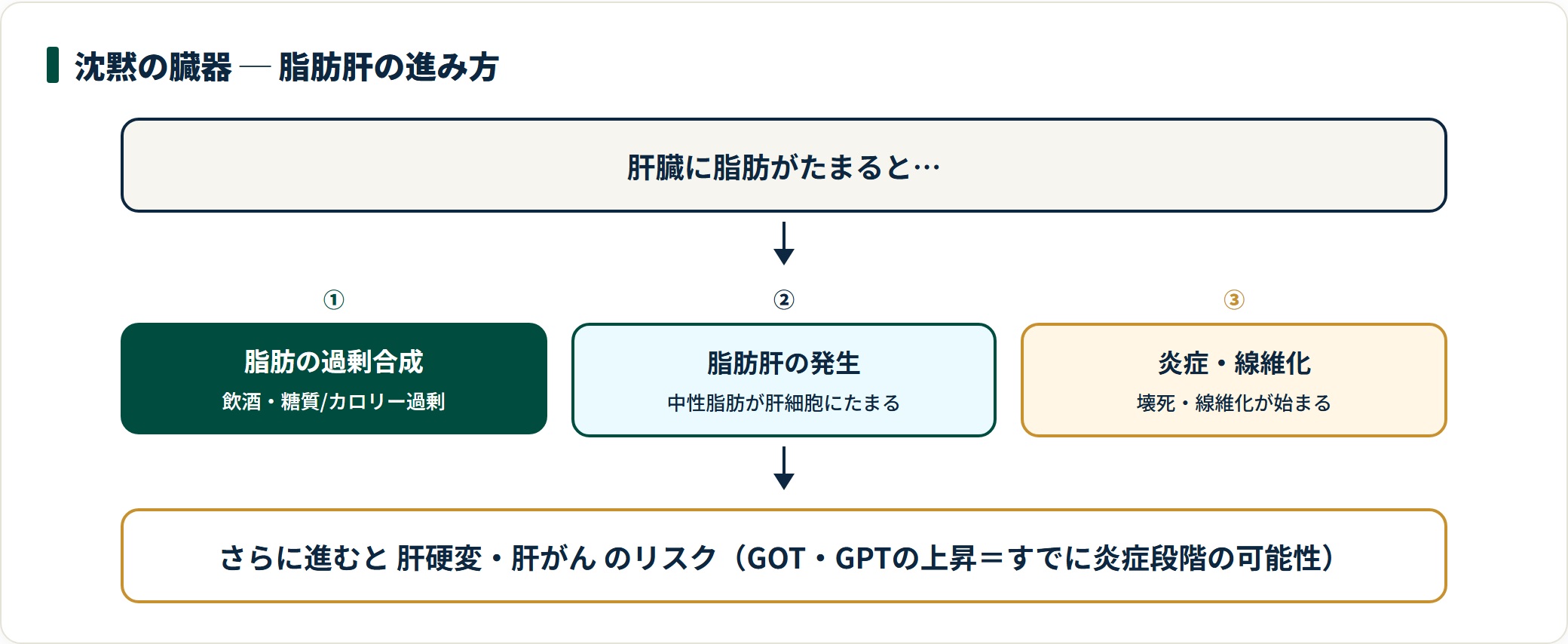 脂肪肝の進み方。脂肪の過剰合成→脂肪肝→炎症・線維化→肝硬変・肝がんのリスクという段階を示すフロー