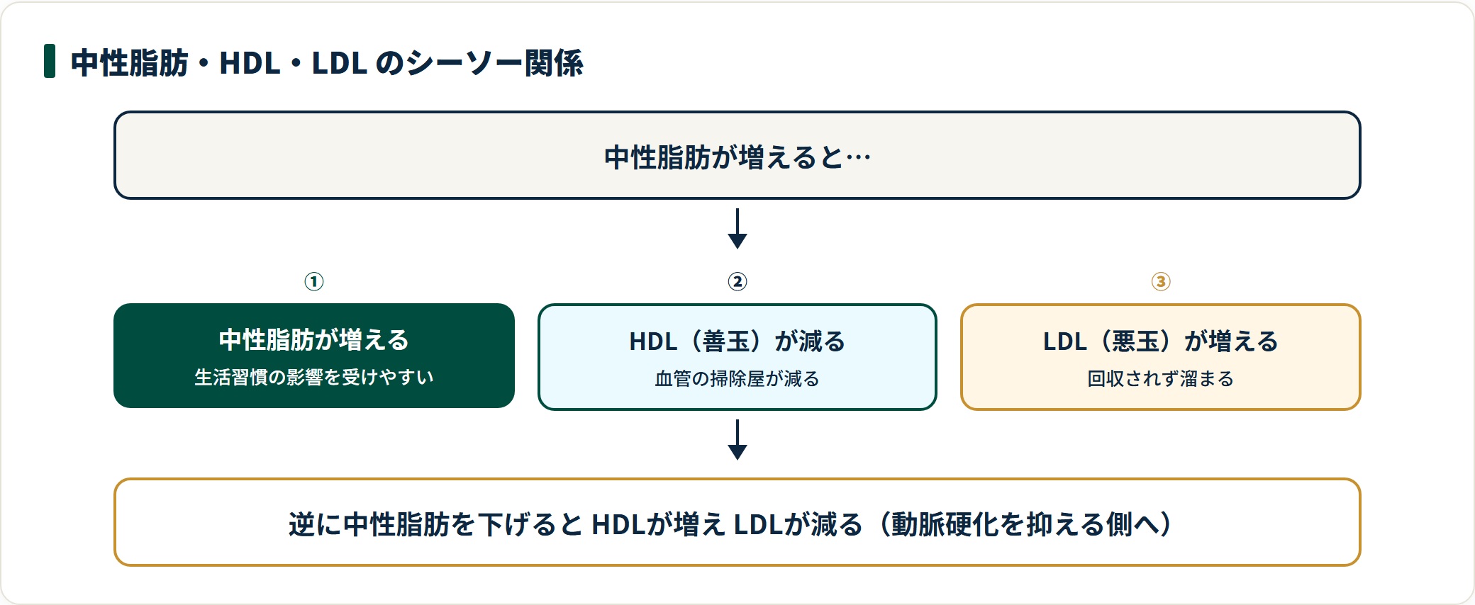 中性脂肪が増えるとHDLが減りLDLが増えるシーソー関係の連鎖と、下げれば逆に働くことを示すフロー