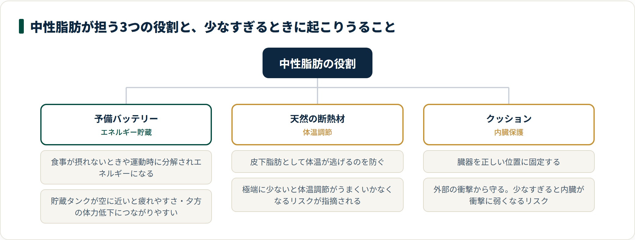 中性脂肪の3つの役割であるエネルギー貯蔵・体温調節・内臓保護と、少なすぎるときに起こりうることを整理した図。