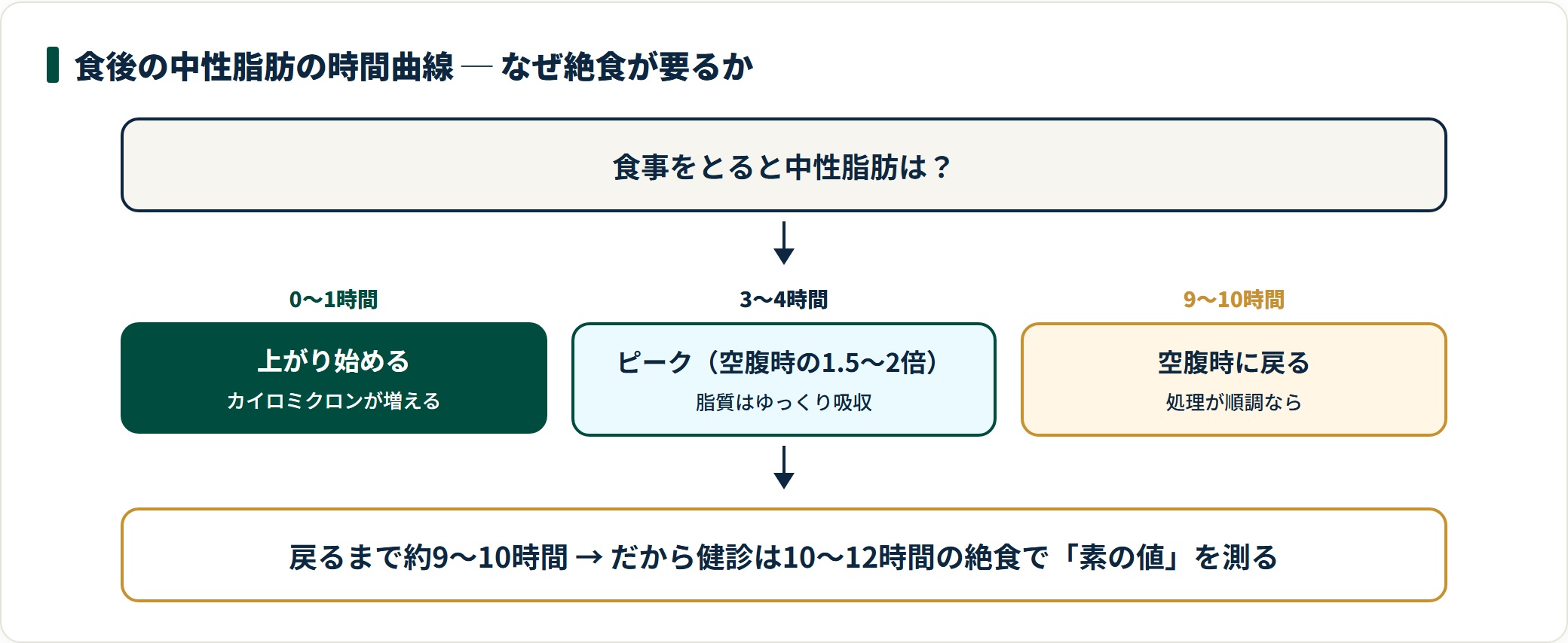 食後の中性脂肪の時間曲線。0〜1時間で上がり始め、3〜4時間でピーク（空腹時の1.5〜2倍）、9〜10時間で戻るため10〜12時間の絶食が必要と示すフロー