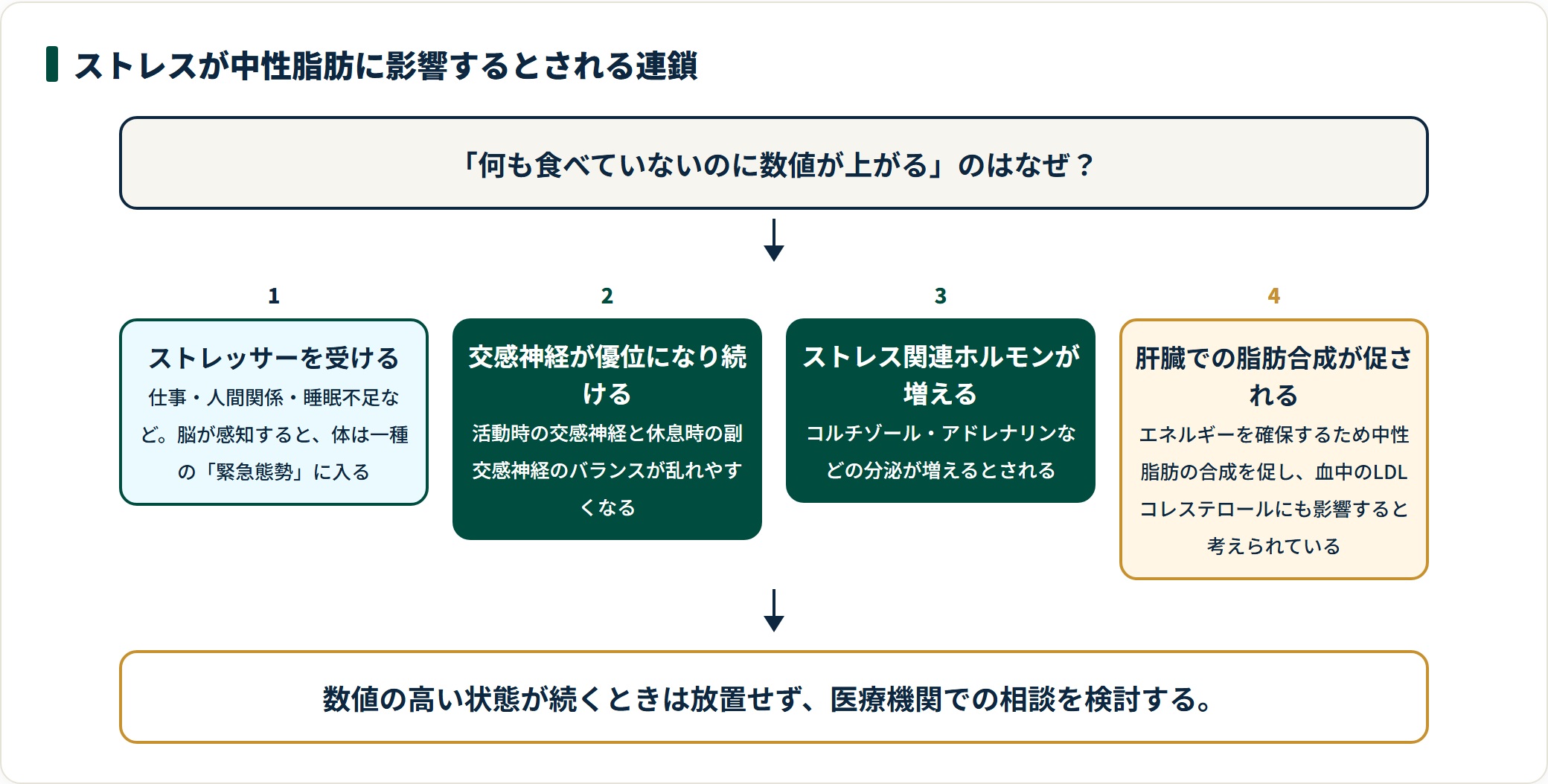 ストレスが自律神経とホルモンを介して中性脂肪の合成に影響するとされる4段階の連鎖を示した図。