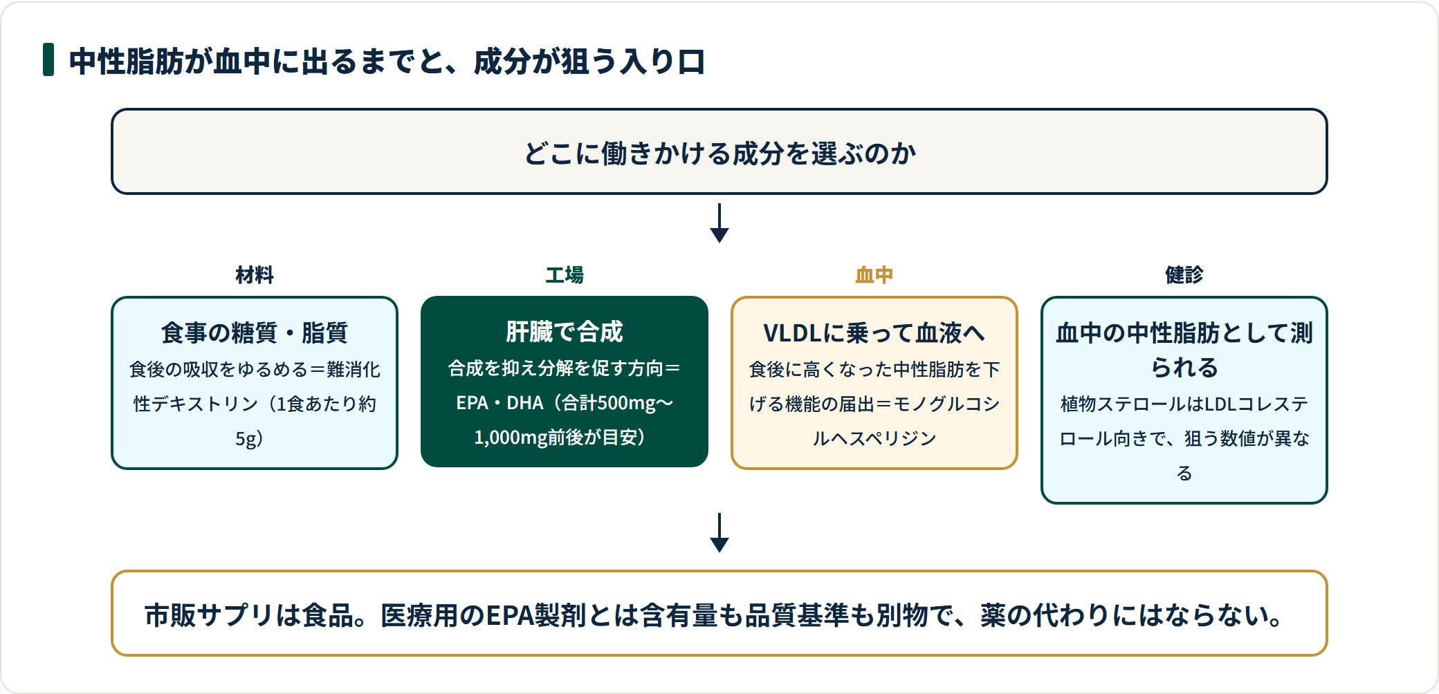 食事から肝臓での合成を経て血中の中性脂肪になるまでの流れと、各成分が狙う入り口を示した図。