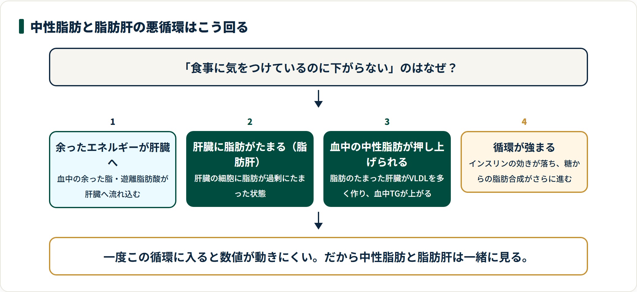 中性脂肪と脂肪肝が互いに原因と結果になって進む悪循環を4段階で示した図。