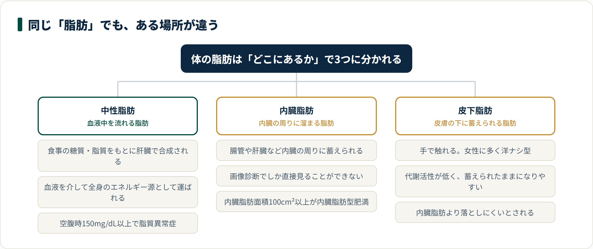 中性脂肪・内臓脂肪・皮下脂肪を「ある場所」で3つに分類し、それぞれの測り方と基準を示した図