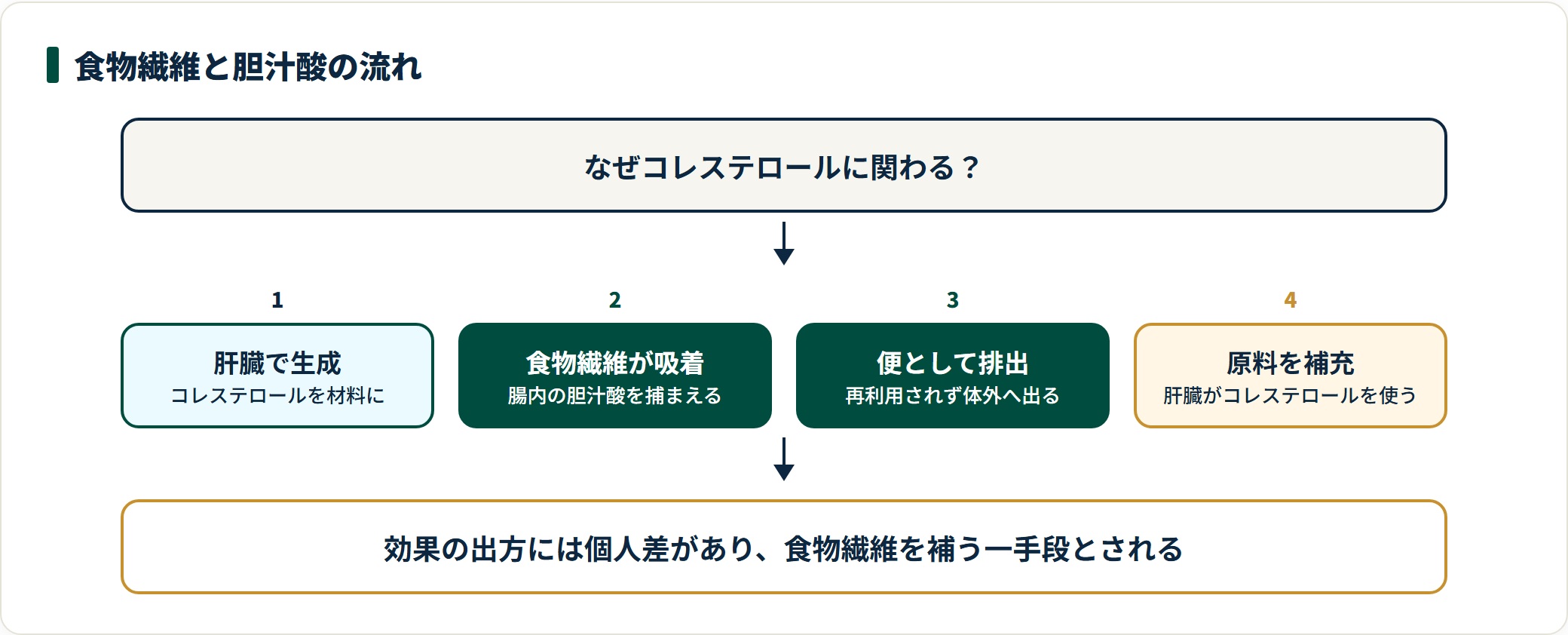 青汁の食物繊維が胆汁酸を吸着し、便として排出されることで肝臓がコレステロールを使うとされる流れを示した図。