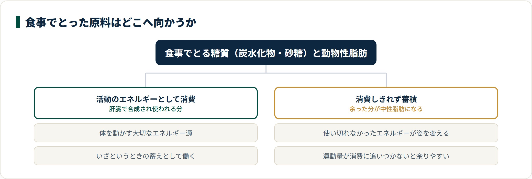 中性脂肪は糖質と動物性脂肪を原料に肝臓で合成され、消費されなかった分が体内に蓄積する