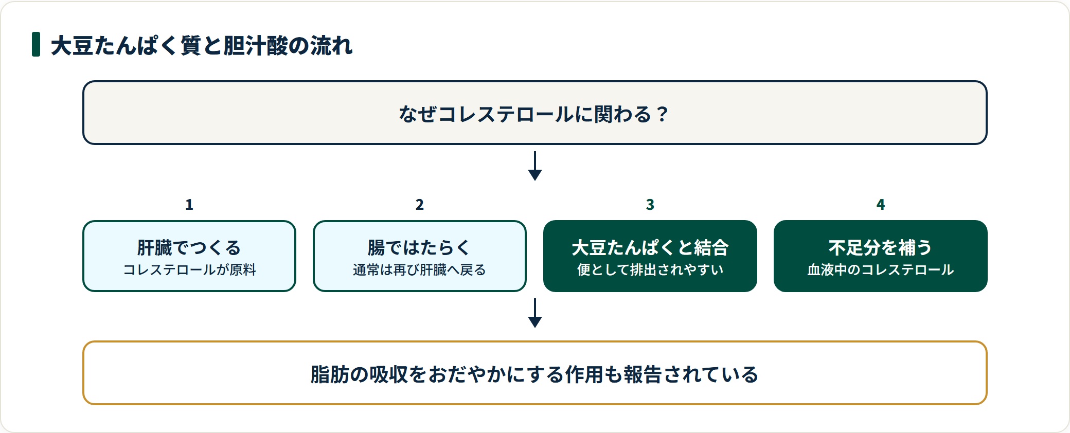 大豆たんぱく質が胆汁酸と結びついて排出され、肝臓が血液中のコレステロールを使うとされる流れを示した図。