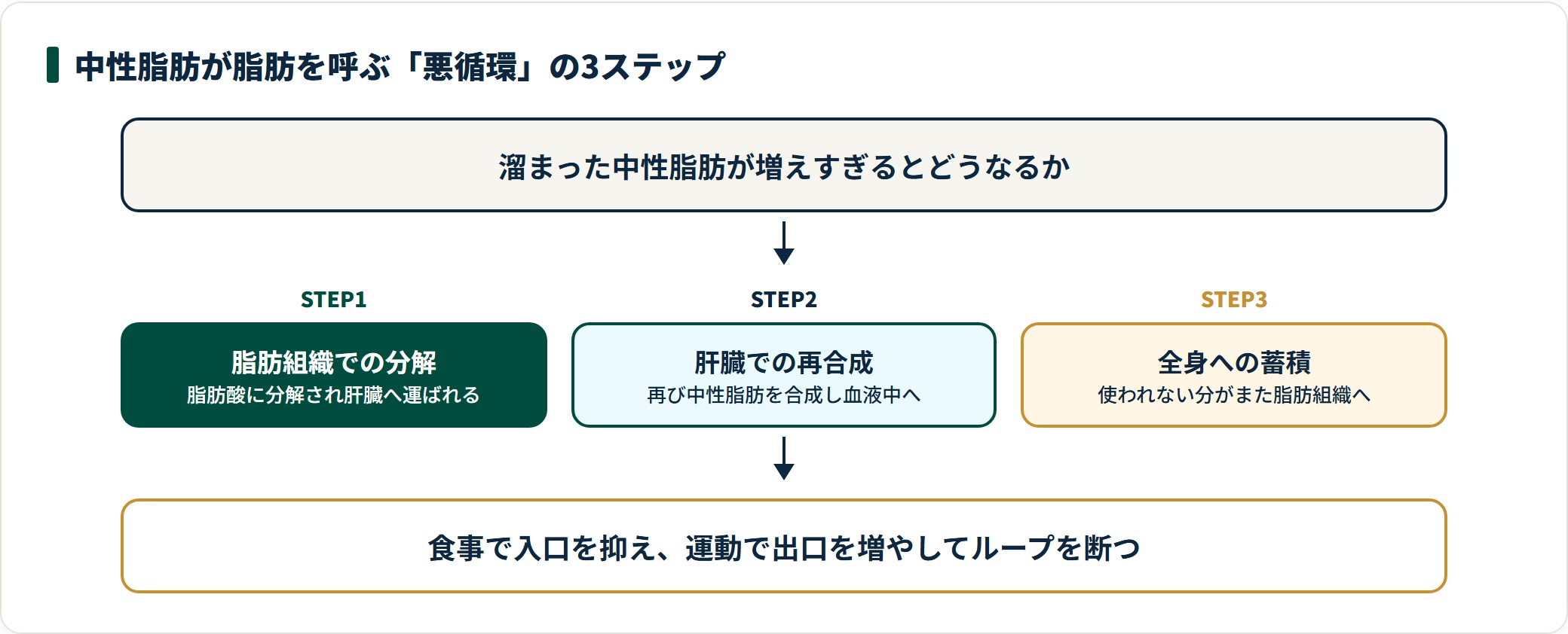 中性脂肪は脂肪組織での分解・肝臓での再合成・全身への蓄積という3ステップで悪循環を作る